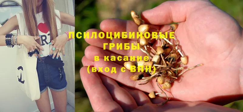 Галлюциногенные грибы Psilocybine cubensis  где продают наркотики  Магадан 